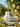 Lemon Bliss Bundle